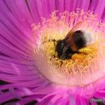 Grece, Iles Saronique, Salamina, Bourdon, Macro Proxy, Pixanne Photographies