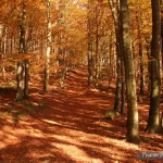 Grendelbruch, Automne, Pixanne Photographies