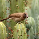 Maroc, Marrakech, Jardin Majorelle, Bulbul des Jardins, Pixanne Photographies