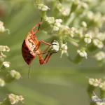 Route de la Lavande, Eté, Carotte sauvage, Punaise Arlequin, Pixanne Photographies