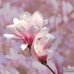 Alsace, Strasbourg, Quartier de l'Orangerie, Orangerie, Printemps, Magnolia, Pixanne Photographies