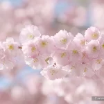 Alsace, Strasbourg, Quartier de l'Orangerie, Orangerie, Printemps, Cerisier, Pixanne Photographies