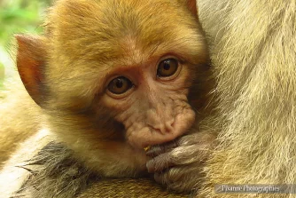 France, Alsace, Kintzheim, Montagne des Singes, Macaques, Pixanne Photographies