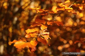 Grendelbruch, Automne, Hêtre, Pixanne Photographies