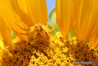 Route de la Lavande, Eté, Tournesol, Araignée crabe, Thomisus Onustus, Pixanne Photographies