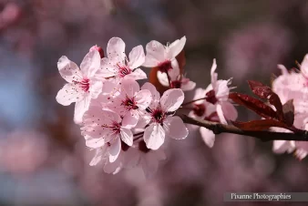 Alsace, Strasbourg, Quartier Conseil des XV, Printemps, Prunier, Pixanne Photographies